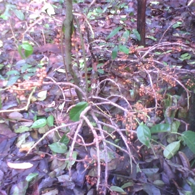 Bischofia javanica at Syndicate, QLD - 26 Apr 2014 by JasonPStewart