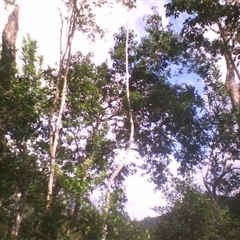 Lasjia whelanii at Syndicate, QLD - 28 Apr 2014 by JasonPStewart