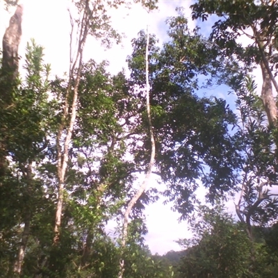 Lasjia whelanii at Syndicate, QLD - 28 Apr 2014 by JasonPStewart