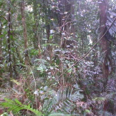 Ternstroemia cherryi (cherry beech) at Syndicate, QLD - 10 Apr 2014 by JasonPStewart