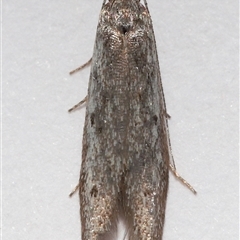 Gelechioidea (superfamily) at Lawson, ACT - 16 Nov 2025 by TimL