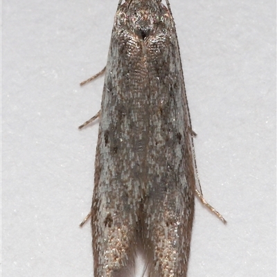 Gelechioidea (superfamily) at Lawson, ACT - 16 Nov 2025 by TimL