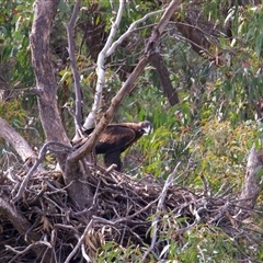 Aquila audax (Wedge-tailed Eagle) at Yarrow, NSW - 14 Nov 2025 by jb2602