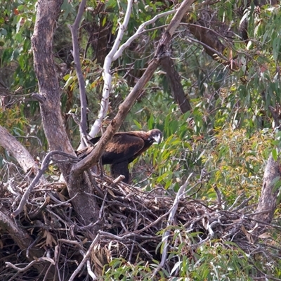 Aquila audax (Wedge-tailed Eagle) at Yarrow, NSW - 14 Nov 2025 by jb2602