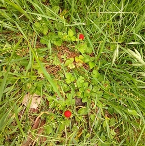 Potentilla indica at Watson, ACT - Today by MPW