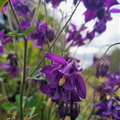 Aquilegia sp. (Granny's Bonnet, Columbine) at Rossi, NSW - 17 Nov 2025 by Csteele4