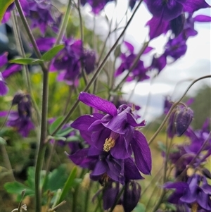 Aquilegia sp. (Granny's Bonnet, Columbine) at Rossi, NSW - Today by Csteele4