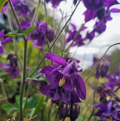 Aquilegia sp. (Granny's Bonnet, Columbine) at Rossi, NSW - 17 Nov 2025 by Csteele4