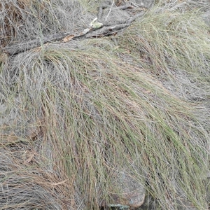 Rytidosperma pallidum at Cooma, NSW - Today by mahargiani