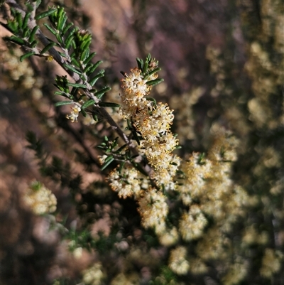 Pomaderris phylicifolia subsp. ericoides at Rossi, NSW - 17 Nov 2025 by Csteele4