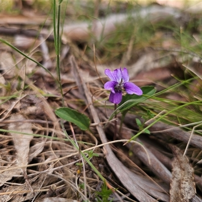 Viola betonicifolia subsp. betonicifolia (Arrow-Leaved Violet) at Rossi, NSW - 17 Nov 2025 by Csteele4