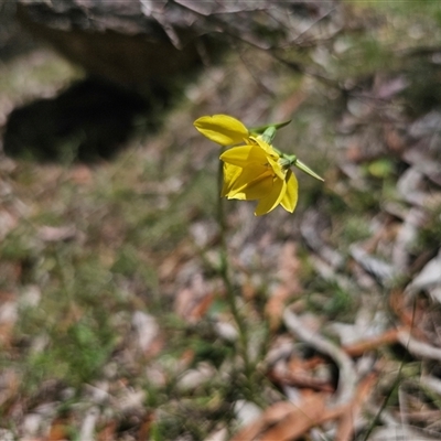 Diuris monticola (Highland Golden Moths) at  - suppressed by Csteele4