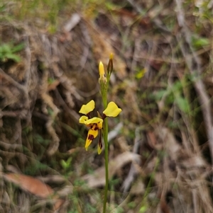 Diuris sulphurea (Tiger Orchid) at Palerang, NSW - Today by Csteele4
