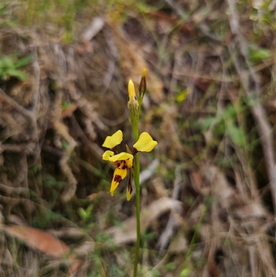 Diuris sulphurea (Tiger Orchid) at Palerang, NSW - 17 Nov 2025 by Csteele4
