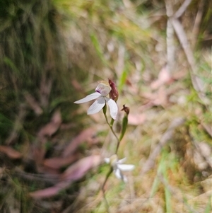 Caladenia moschata (Musky Caps) at Palerang, NSW - Today by Csteele4