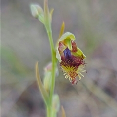 Calochilus montanus (Copper Beard Orchid) by Csteele4