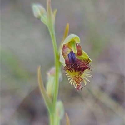 Calochilus montanus (Copper Beard Orchid) at  - suppressed by Csteele4