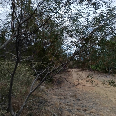 Unverified Wattle at Cooma, NSW - 17 Nov 2025 by mahargiani