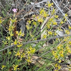 Unverified Plant at Denman Prospect, ACT - 15 Nov 2025 by Jennybach
