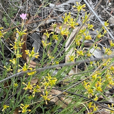 Unverified Plant at Denman Prospect, ACT - 15 Nov 2025 by Jennybach