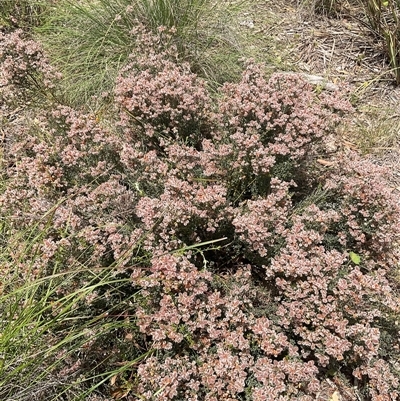 Unverified Other Shrub at Denman Prospect, ACT - 15 Nov 2025 by Jennybach