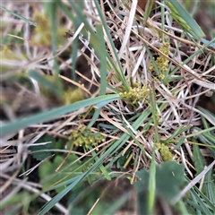 Lomandra filiformis at Watson, ACT - Yesterday by abread111