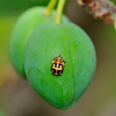 Harmonia conformis (Common Spotted Ladybird) at Fisher, ACT - 8 Nov 2025 by Paul57