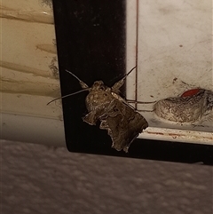 Unverified Insect by Shaiqah40