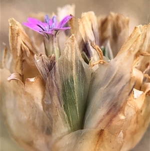 Unverified Plant at Crowther, NSW - Today by Frecko