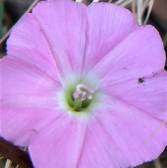 Convolvulus angustissimus subsp. angustissimus (Australian Bindweed) at Crowther, NSW - 17 Nov 2025 by Frecko