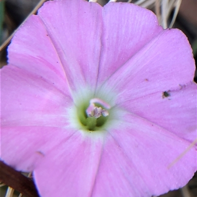 Convolvulus angustissimus subsp. angustissimus (Australian Bindweed) at Crowther, NSW - 17 Nov 2025 by Frecko