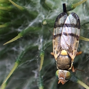 Unverified Insect at Crowther, NSW - Yesterday by Frecko