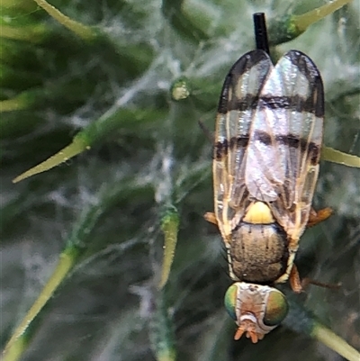 Diptera (order) at Crowther, NSW - 17 Nov 2025 by Frecko