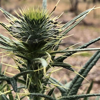 Onopordum acanthium (Scotch Thistle) at Crowther, NSW - 17 Nov 2025 by Frecko