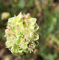 Sanguisorba minor (Salad Burnet, Sheep's Burnet) at Crowther, NSW - 17 Nov 2025 by Frecko