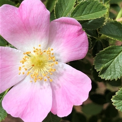 Rosa rubiginosa at Crowther, NSW - 17 Nov 2025 by Frecko