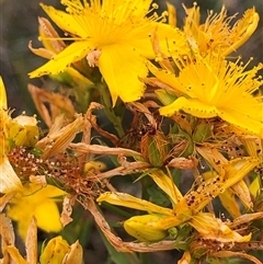Hypericum perforatum (St John's Wort) at Crowther, NSW - 17 Nov 2025 by Frecko