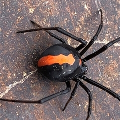 Latrodectus hasselti (Redback Spider) at Crowther, NSW - 17 Nov 2025 by Frecko