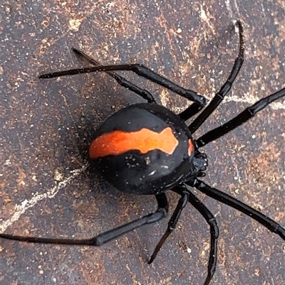 Latrodectus hasselti (Redback Spider) at Crowther, NSW - 17 Nov 2025 by Frecko