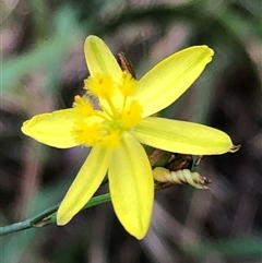 Tricoryne elatior at Kungala, NSW - 17 Nov 2025 by donnanchris