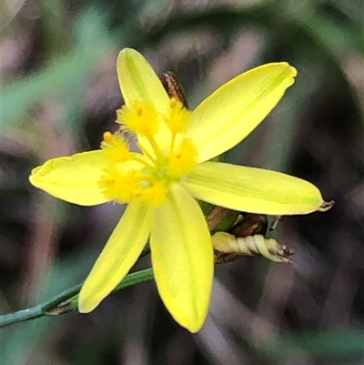Tricoryne elatior at Kungala, NSW - 17 Nov 2025 by donnanchris