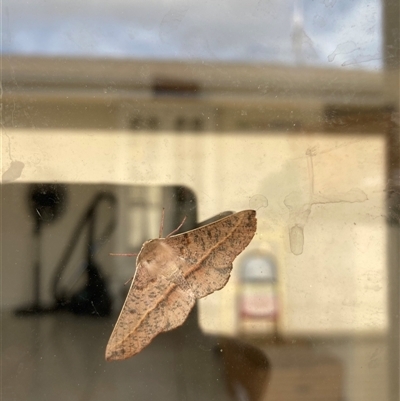 Antictenia punctunculus (A geometer moth) at Kaleen, ACT - 17 Nov 2025 by MinaK