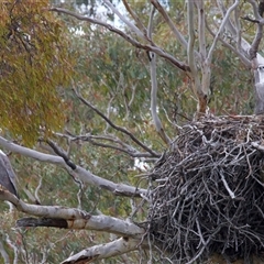 Icthyophaga leucogaster (White-bellied Sea-Eagle) by jb2602