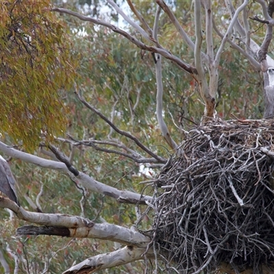Icthyophaga leucogaster (White-bellied Sea-Eagle) at  - suppressed by jb2602