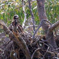 Aquila audax (Wedge-tailed Eagle) at Yarrow, NSW - 14 Nov 2025 by jb2602
