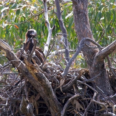 Aquila audax (Wedge-tailed Eagle) at Yarrow, NSW - 14 Nov 2025 by jb2602