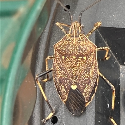 Poecilometis strigatus (Gum Tree Shield Bug) at Theodore, ACT - 17 Nov 2025 by Cardy
