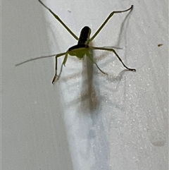 Orthodera ministralis at Theodore, ACT - 17 Nov 2025 by Cardy