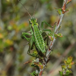 Unverified Katydid (Tettigoniidae) at Palerang, NSW - Yesterday by Csteele4