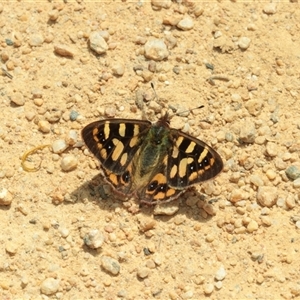 Argynnina cyrila at Palerang, NSW - Yesterday by Csteele4
